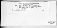 Podosphaera macularis image